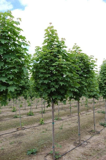 Rows of Acer platanoides 'Columnarbroad' (Parkway® Maple) trees.