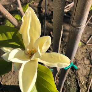 Image of a creamy yellow Magnolia x 'Elizabeth' or Elizabeth Magnolia flower.
