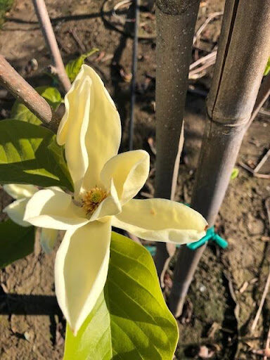 Creamy yellow Magnolia x 'Elizabeth' or Elizabeth Magnolia flower.