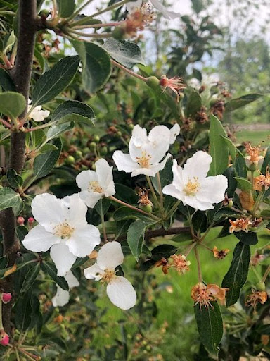 Close up image of a grouping of white flowers and green foliage on a Malus 'Adirondack' or Adirondack Crabapple tree.
