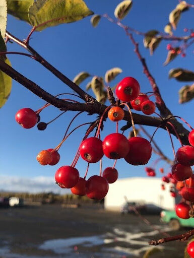 Close up image of the bright red berries of the Malus 'Jewelcole' or Red Jewel® Crabapple tree.