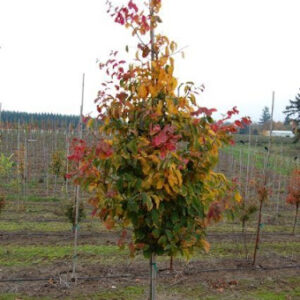 Parrotia persica 'Vanessa' or Vanessa Persian Ironwood tree with vibrant red, yellow, and green leaves.