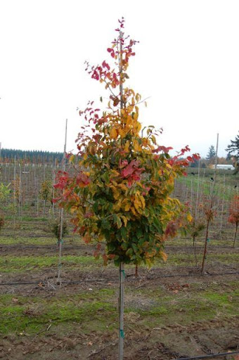 Image of a Parrotia persica 'Vanessa' or Vanessa Persian Ironwood tree with vibrant red, yellow, and green leaves.