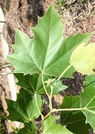 Bright green palmate-shaped leaves of the Platanus acerifolia 'Morton Circle' or Exclamation!™ Planetree.