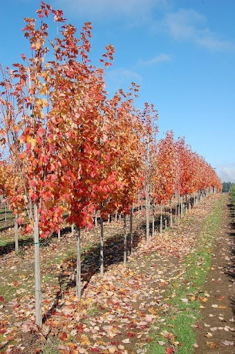 Image of a row of Acer rubrum 'Bowhall' Maple trees with bright red-orange foliage.