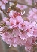 Bright pink flowers of the Prunus sargentii 'Columnaris' or Columnar Sargent Flowering Cherry tree.