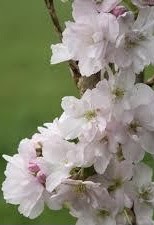 Pale pink flowers of the Prunus serrulata 'Amanogawa' or Japanese Flagpole Flowering Cherry tree.