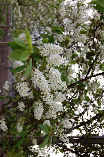 Close up image of a section of a Prunus virginiana or Canada Red Chokecherry tree with clusters of tiny white flowers.