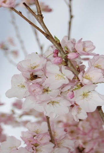 Close up image of a branch with a cluster of white-pink flowers of the Prunus x yedoensis 'Akebono' or Akebono Flowering Cherry tree.