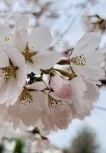 Cluster of pale pink-white flowers of a Prunus x yedoensis 'Yoshino' or Yoshino Flowering Cherry tree.