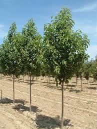 Image of a row of Pyrus calleryana 'Redspire' Flowering Pear trees with green leaves.