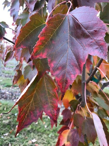Red and green Acer rubrum 'Franksred' (Red Sunset® Maple) leaves.