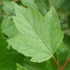 Close up image of a classic green palmate leaf of the Acer rubrum 'Sun Valley' Maple tree.