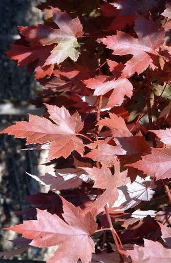 Close up image of brick red leaves from the Acer x freemanii 'Jeffersred' or Autumn Blaze Maple tree.