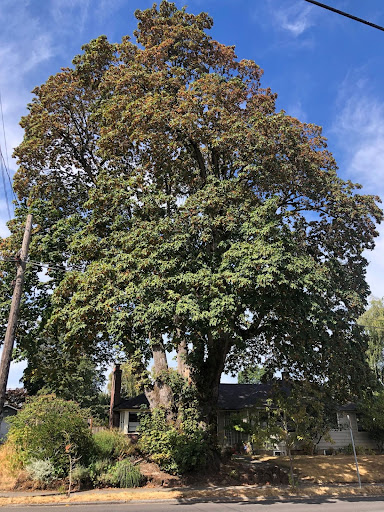 Acer macrophyllum or Bigleaf Maple tree.