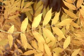 Brilliant golden yellow leaves of the Fraxinus excelsior 'Aureafolia' or Golden Desert Ash tree.