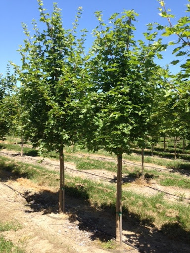 Two Acer x truncatum 'Warrenred' or Pacific Sunset® Maple trees.