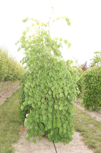 The weeping form of the Cercis canadensis 'Covey' or Lavender Twist® Redbud with green leaves.