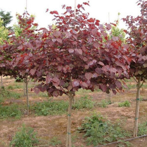 Cercis canadensis 'Forest Pansy' Redbud tree.