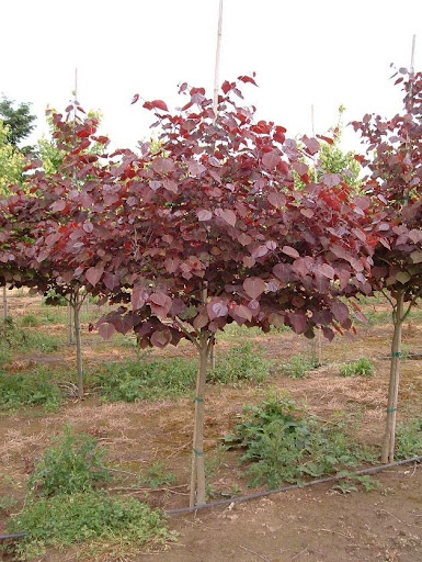 Cercis canadensis 'Forest Pansy' Redbud tree.