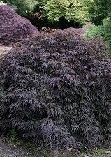 Acer palmatum dissectum ‘Tamukeyama’ – Tamukeyama Japanese Maple