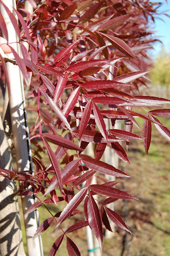 Close up image of the burgundy-red leaves of the  Fraxinus oxycarpa 'Raywood' Ash tree in the fall.