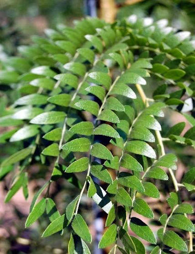 Close up image of the green leaves of the Gleditsia triacanthos var. inermis 'Skycole' or Skyline® Honeylocust tree.