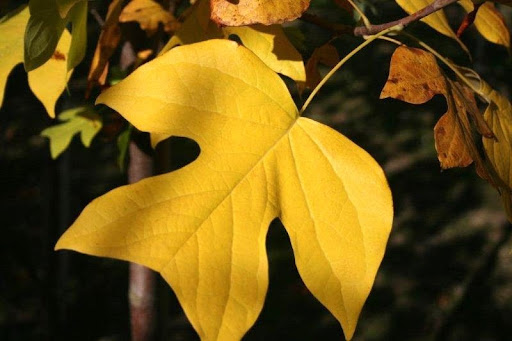Bright yellow leaf from a Liriodendron tulipifera or Tulip Tree.