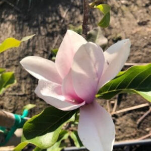Bright white flower with hints of pink from the Magnolia x 'Galaxy' or Galaxy Magnolia tree.