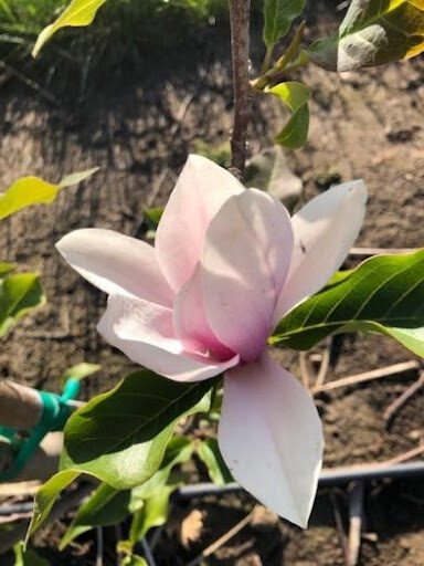 Close up image of a bright white flower with hints of pink from the Magnolia x 'Galaxy' or Galaxy Magnolia tree.