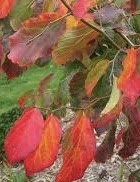 Vibrant red and orange leaves of the Parrotia persica 'Vanessa' or Vanessa Persian Ironwood tree.
