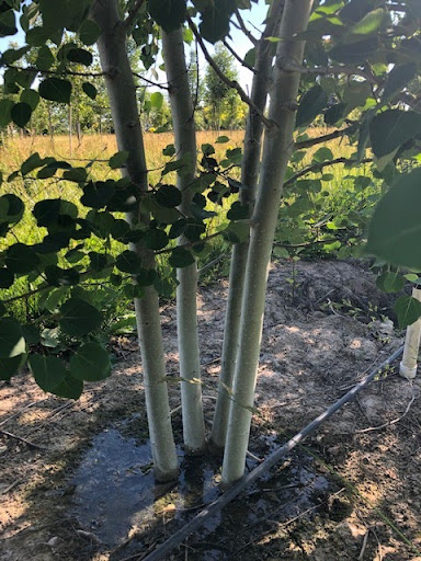 Narrow white-barked trunks of several Populus tremuloides or Quaking Aspen trees.