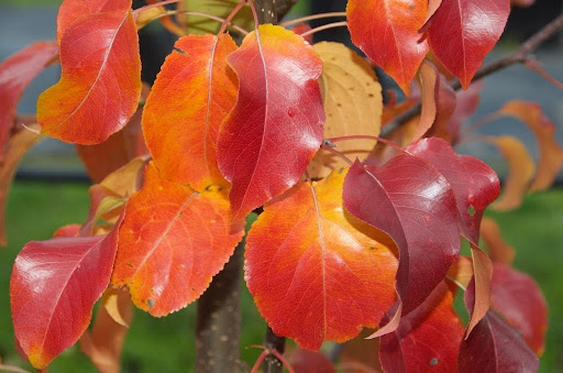 Close up image of the bright red-orange leaves of the Pyrus calleryana 'Capital' or Capital Flowering Pear tree in the fall.