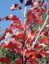 Close up image of maroon red leaves of the Pyrus calleryana 'Redspire' Flowering Pear tree.