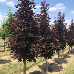 Acer platanoides 'Crimson Sentry' or Crimson Sentry Maple tree with it's attractive burgundy foliage.