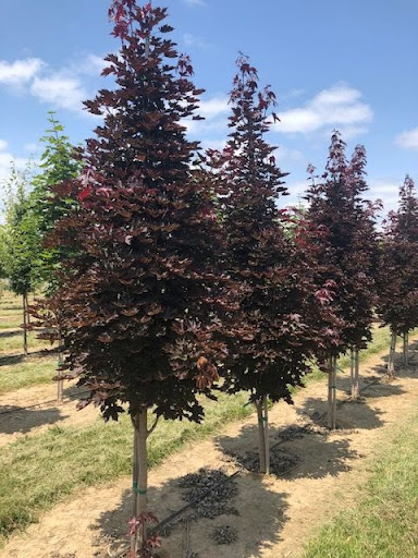 Image of a row of Acer platanoides 'Crimson Sentry' or Crimson Sentry Maple tree with it's attractive burgundy foliage.