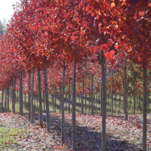 Row of bright red Acer rubrum 'Brandywine' Maple trees.