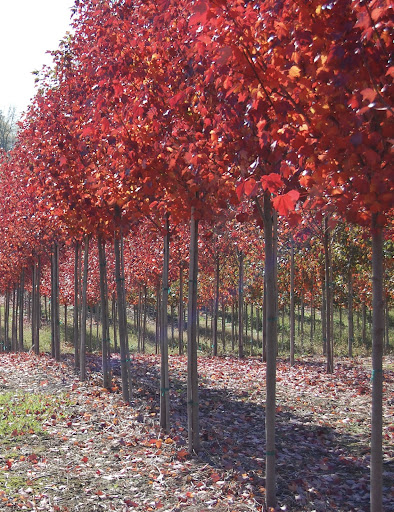 Image of a row of bright red Acer rubrum 'Brandywine' Maple trees.