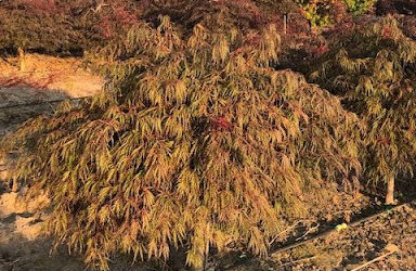 Acer palmatum dissectum ‘Crimson Queen’ – Crimson Queen Japanese Maple