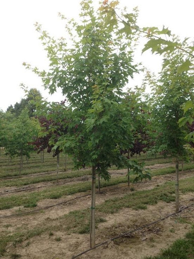Acer saccharum 'Bailsta' or Fall Fiesta® Sugar Maple tree with green foliage.