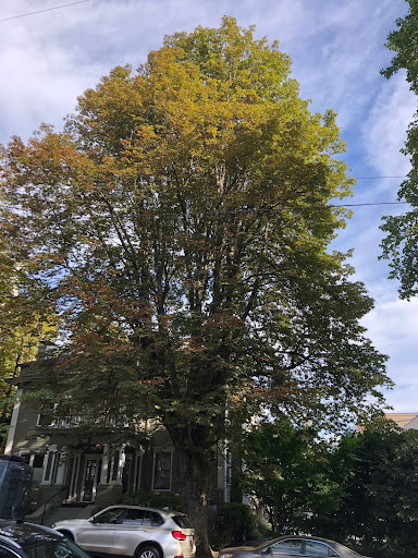 A large Aesculus glabra (Ohio Buckeye) tree in a street in front of a house, towering over a car.