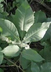 Close up image of a leaf of the Carya ovata or Shagbark Hickory tree.