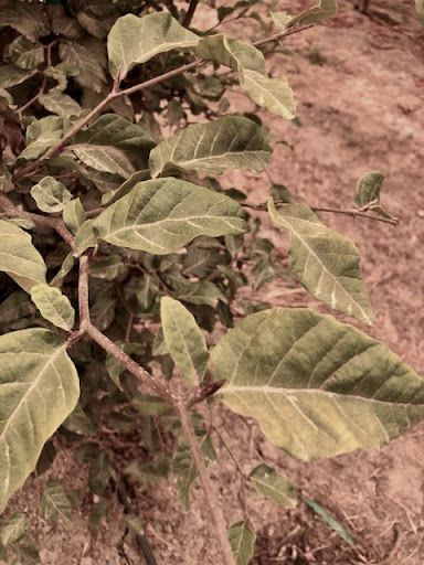Green leaves of a Fagus sylvatica or European Beech tree.