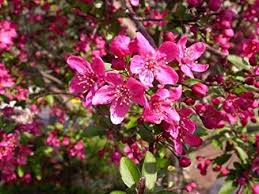 Close up image of the bright pink flowers of the Malus 'Prairiefire' or Prairie Fire Crabapple tree.