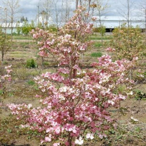 Image of a Cornus florida 'Cherokee Chief' Dogwood tree with pink and white flowers.