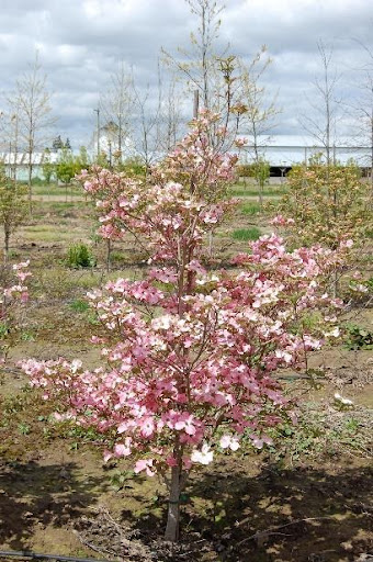 Image of a Cornus florida 'Cherokee Chief' Dogwood tree with pink and white flowers.