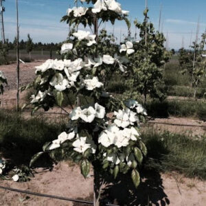 Young Cornus x kousa ‘KN30-8’ or Venus® Dogwood tree with large white flowers.