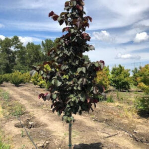 Corylus colurna 'Purple Leaf' Turkish Filbert tree with green and red leaves.