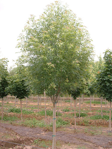 Image of the Fraxinus oxycarpa 'Raywood' Ash tree with green leaves in the summer.