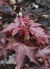 Close up image of the bright red leaves of the Acer platanoides 'Crimson Sentry' Maple.